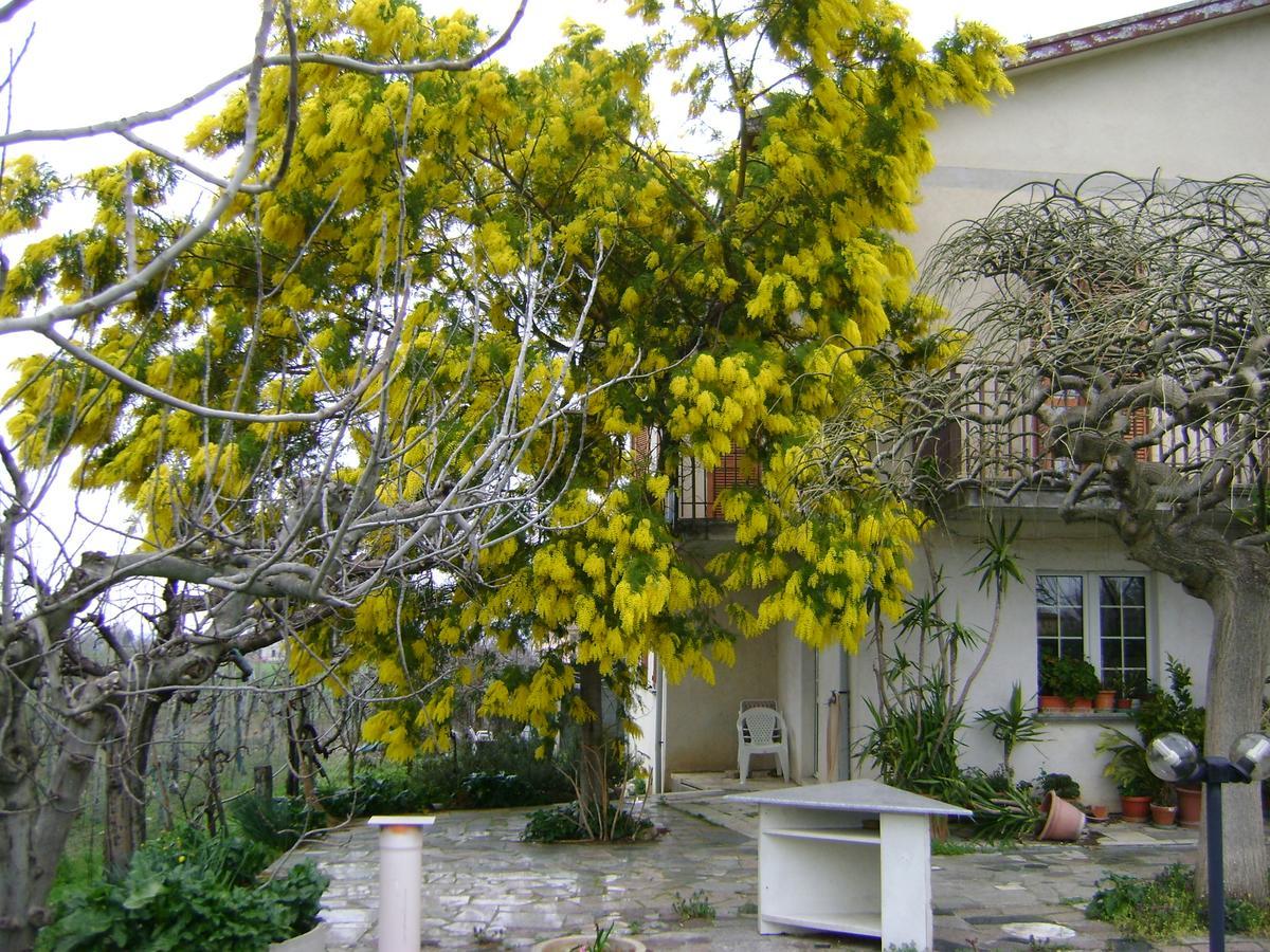 B&B La Mimosa Spello Exterior foto
